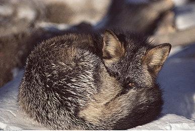 微软计划通过“最近更新”全面修复Xbox服务器故障